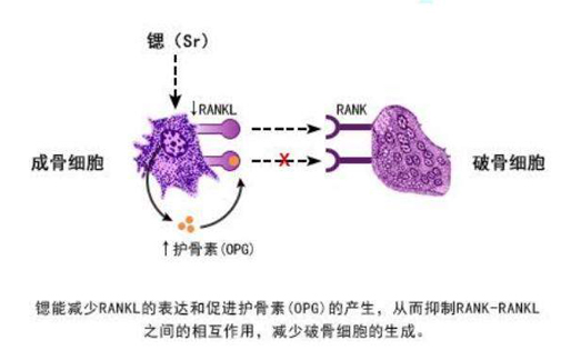 探密丨鍶與人體健康到底存在什么樣的關系？